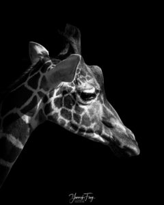 GIRAFE_ZURICH